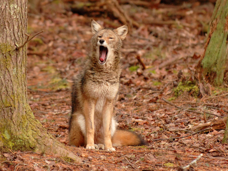 JPG CS 3 Coyote Yawn DSC_0407.jpg