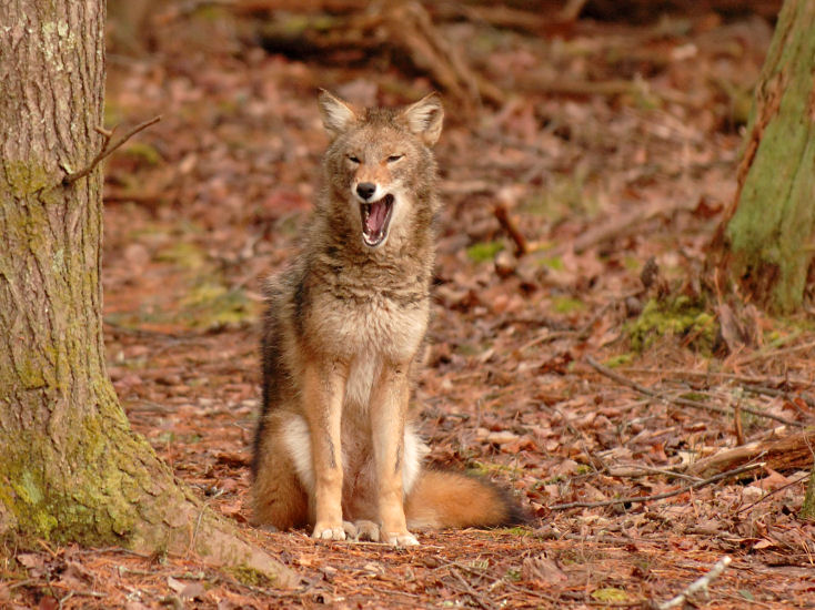 JPG CS 5 Coyote Yawn DSC_0409.jpg