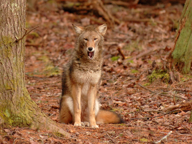 JPG CS 6 Coyote Yawn DSC_0410.jpg
