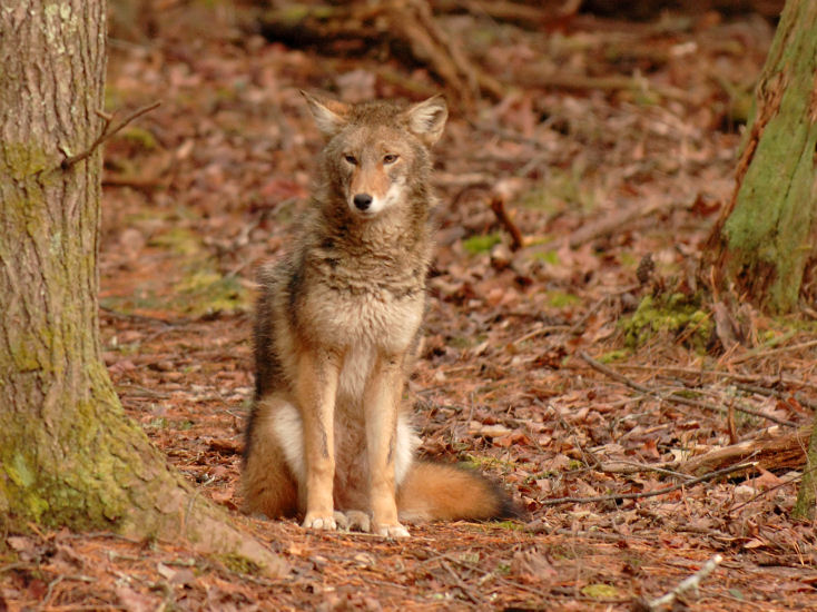 JPG CS 7 Coyote Yawn DSC_0411.jpg