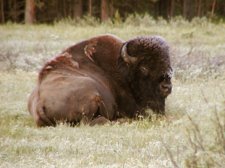 JPG CS Bill Buffalo P6226503.jpg