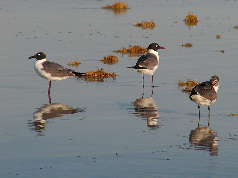 JPG CS 3 Laughing Gulls P4143335.jpg
