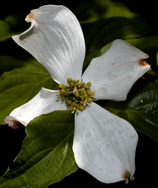 JPG 2CS 3Dogwood  P4193358.jpg