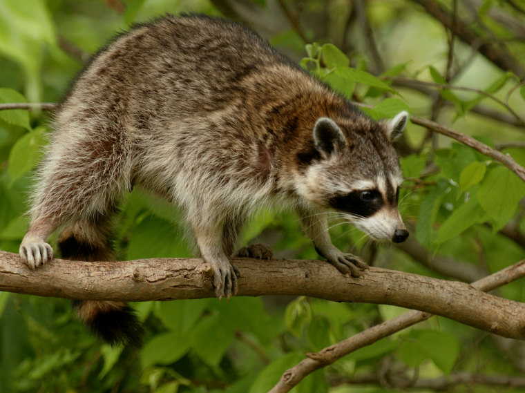 JPG CS 2 Raccoon DSC_3780.jpg