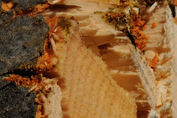 D3H_6551-crop.jpg