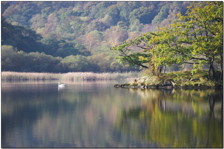 50968520.Swan.jpg
