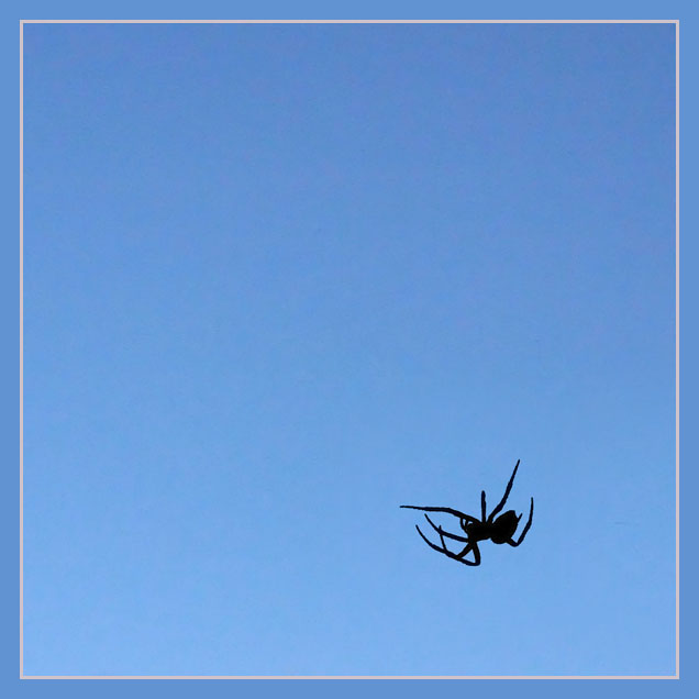 Arachnophotographia!