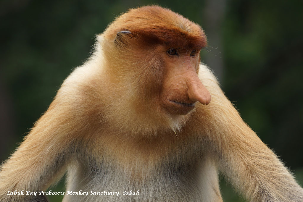 Labuk Bay Proboscis Monkey Sanctuary