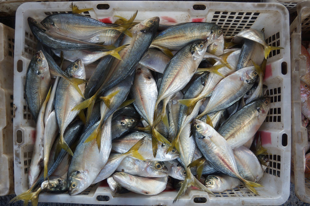 Fish Market