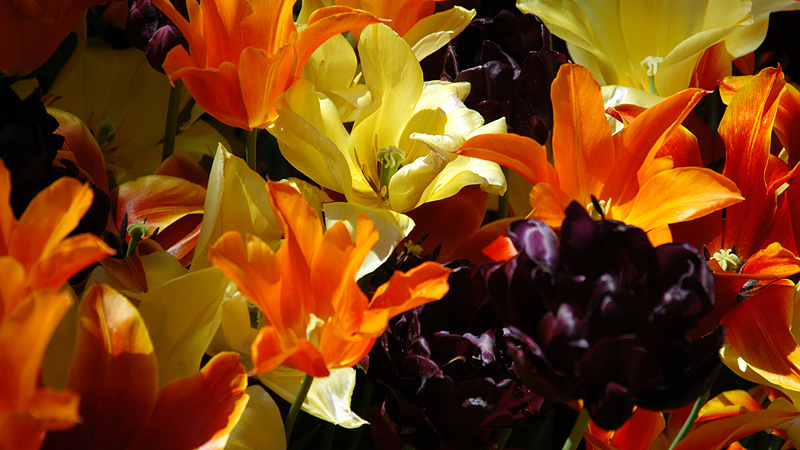 DSC_9990.jpg