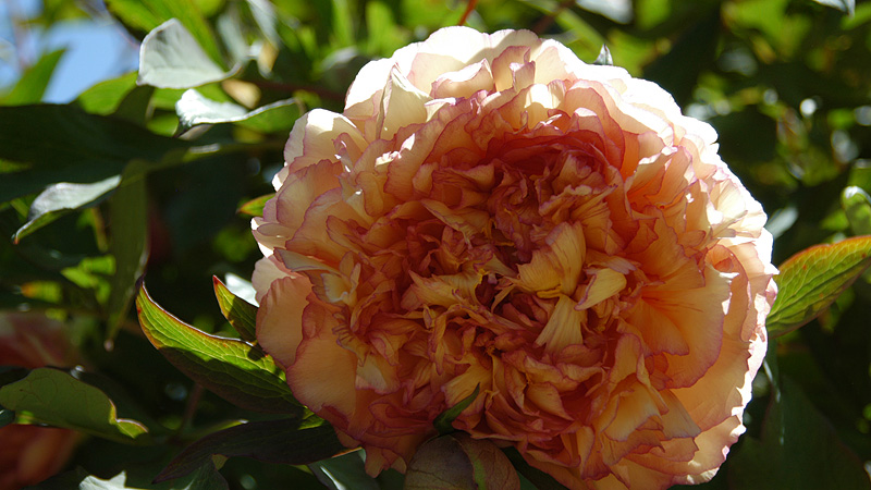 DSC_9997.jpg