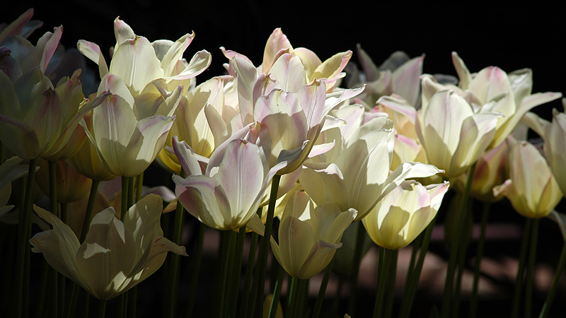 DSC_9943.jpg