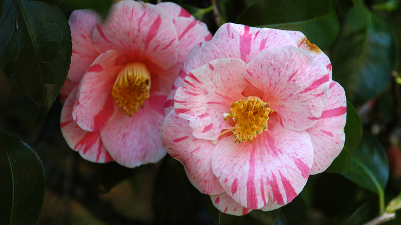 DSC_9975.jpg