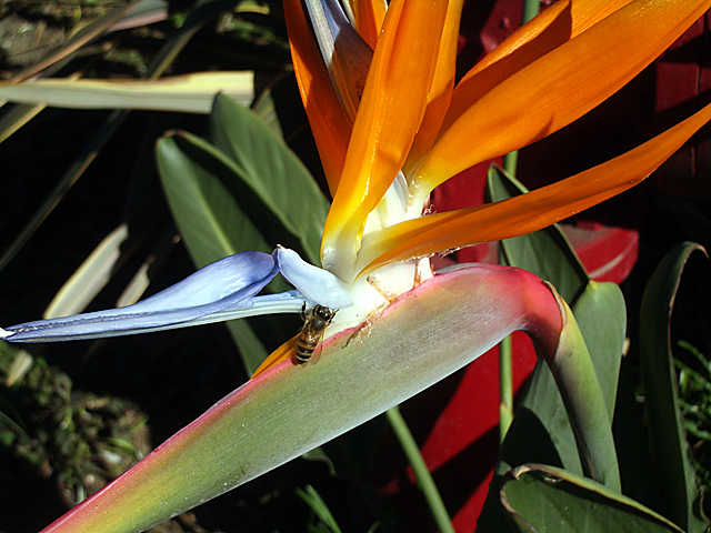 Bird of Paradise