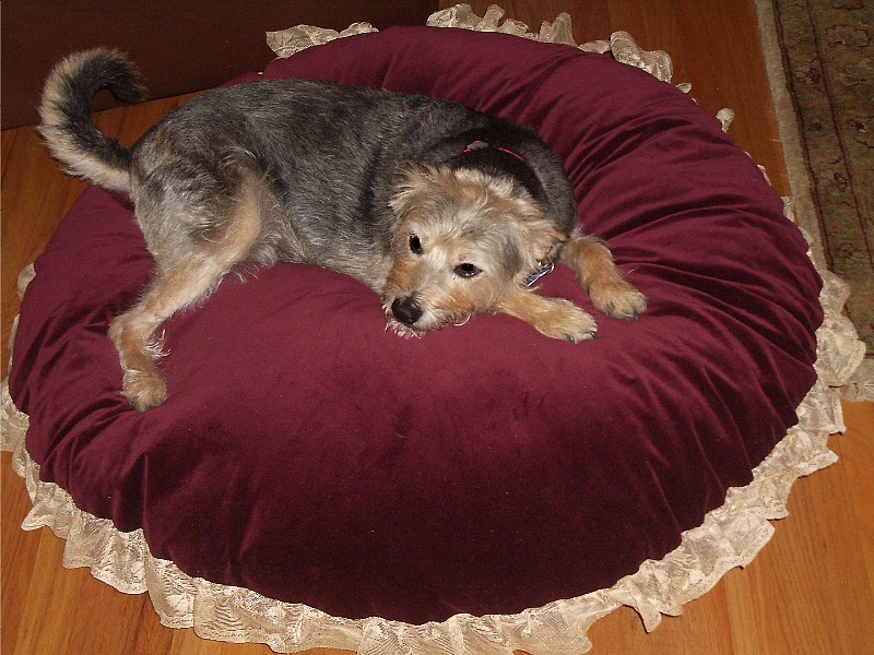 Holly's New Bed