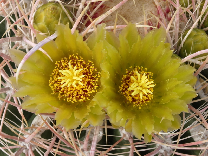 Barrel Cacus Blooms