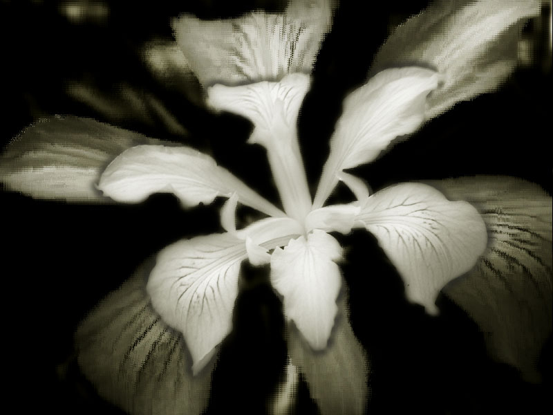 wildiris_edit