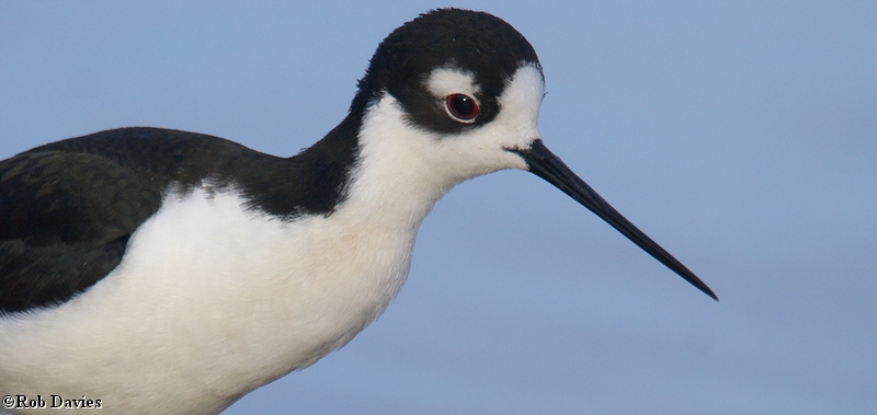 Black-necked Stilt