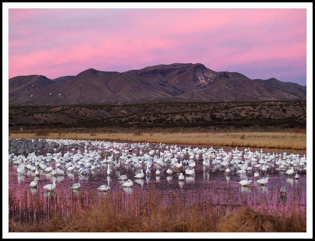 Snow Geese