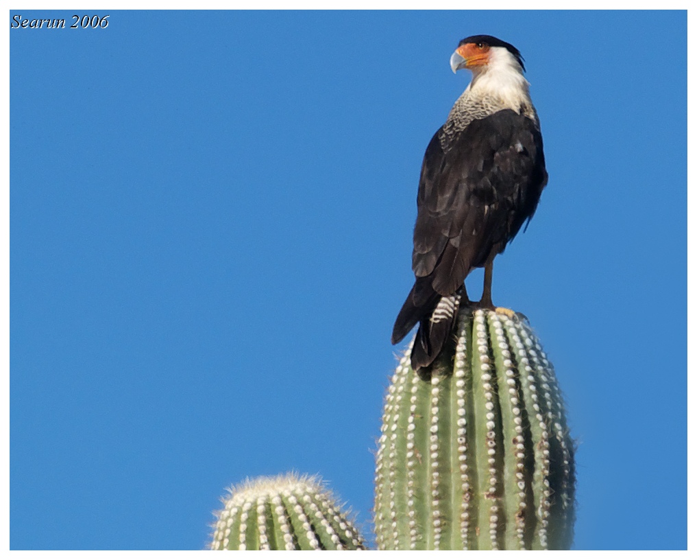 Crested Caracara