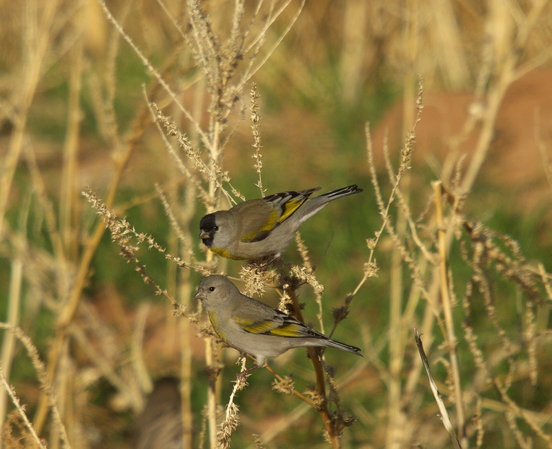 Lawrences Goldfinch