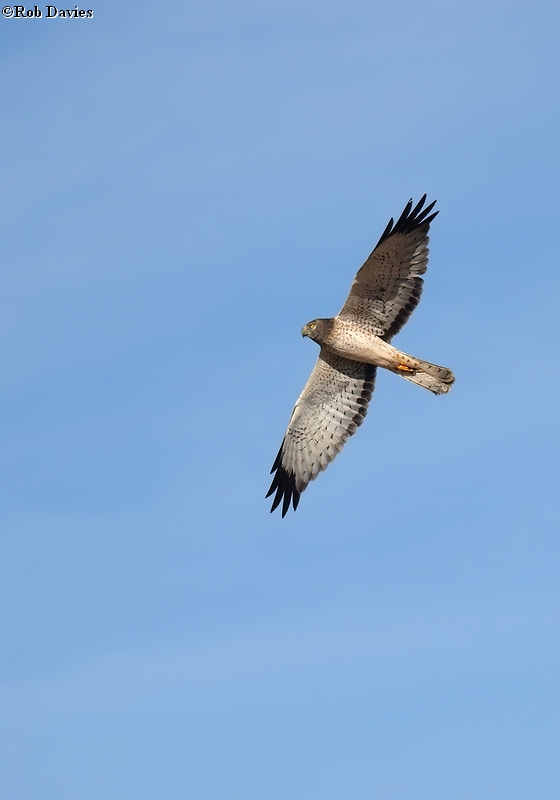 Northern Harrier Hawk