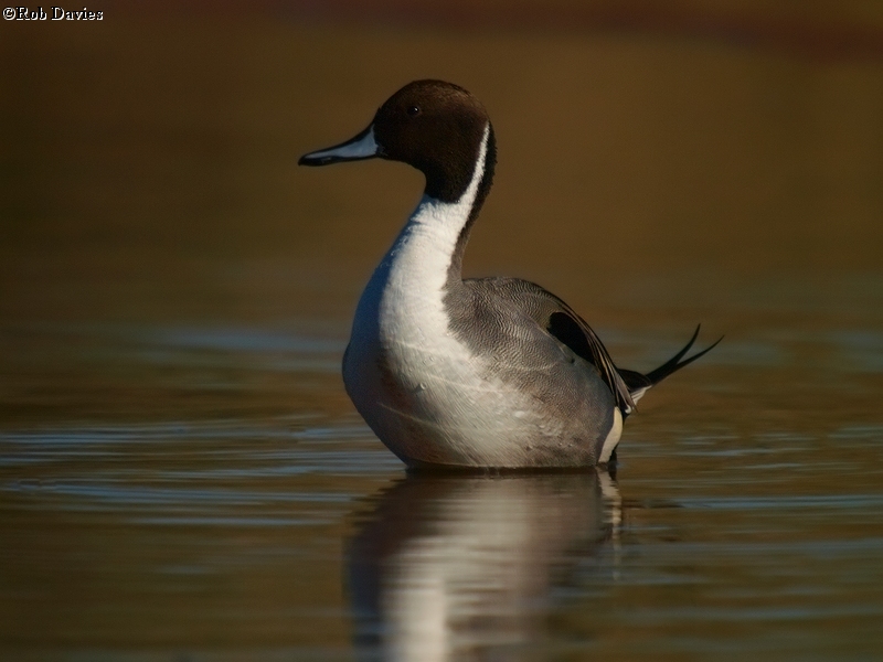 Northern Pintail