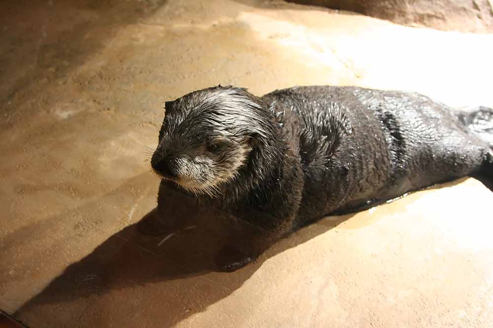 Sea Otter