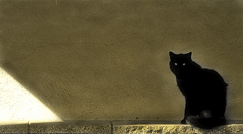 The Black Cat