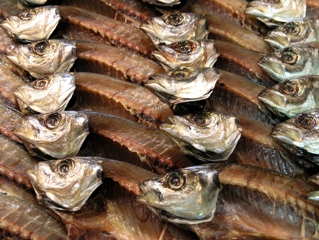 Fishy Fishy