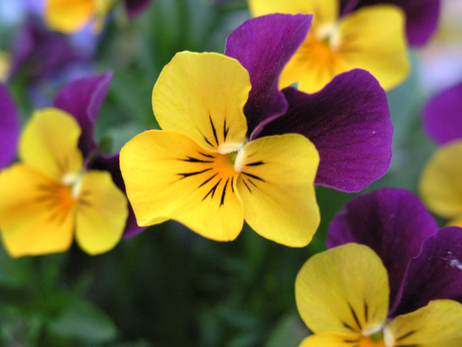 SPRING FLOWERS