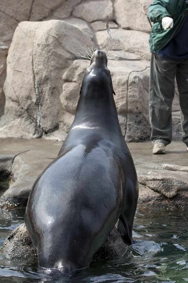 Sea lion show!