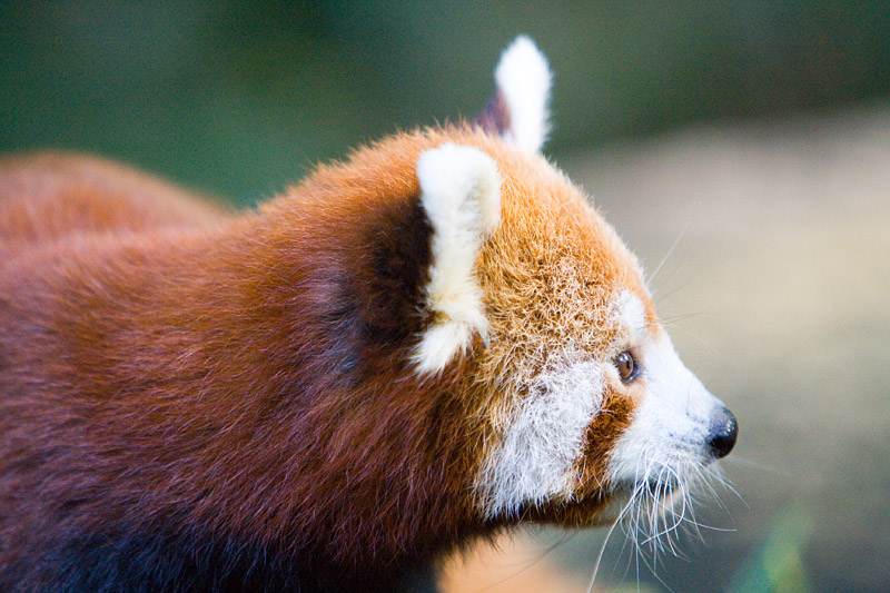 Yes, I took a lot of pictures of the red panda.