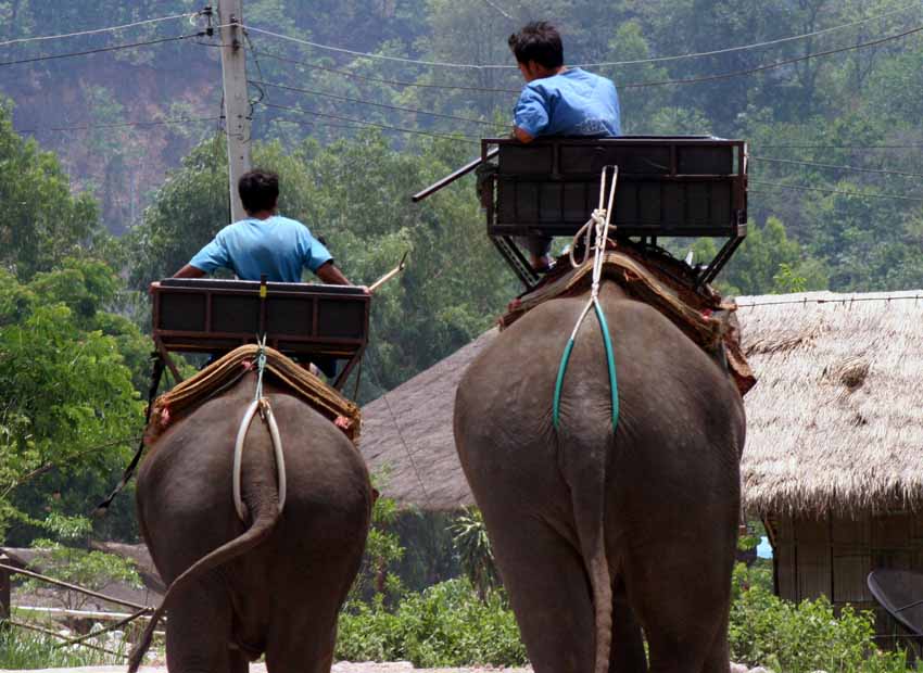 Chiang Mai Elephants