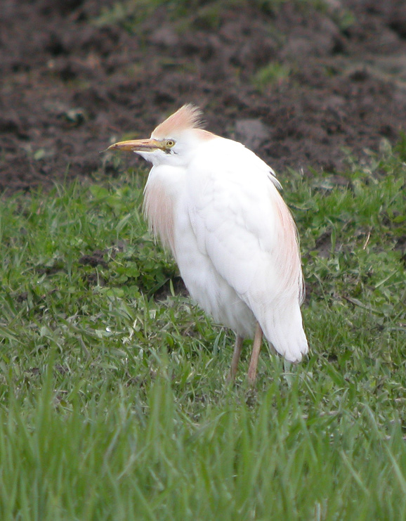 Cattle Egret