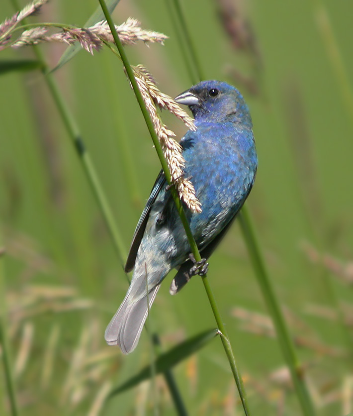 Indigo Bunting 2