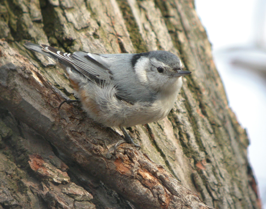 White-Breasted Nuthatch