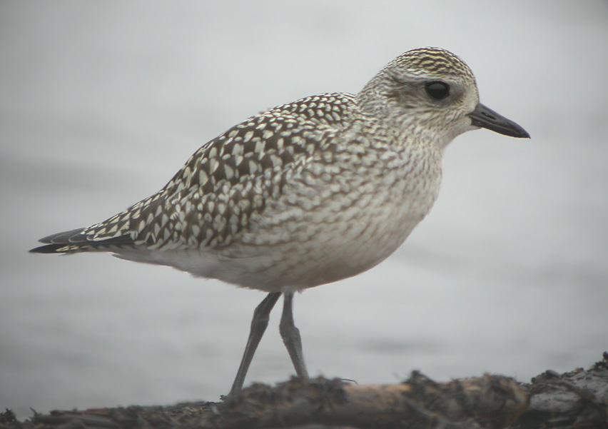 Black-Bellied Plover