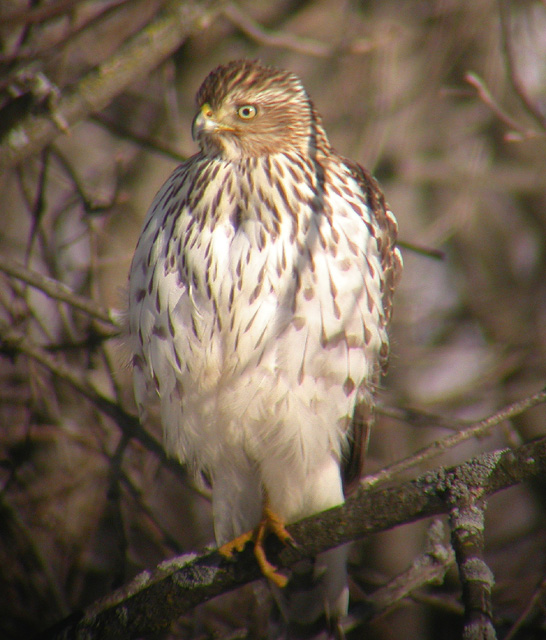 Coopers Hawk