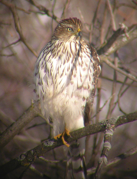 Coopers Hawk 2