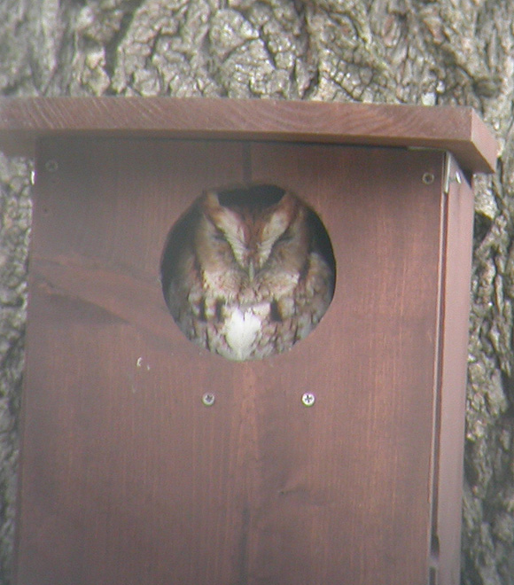 Eastern Screech Owl