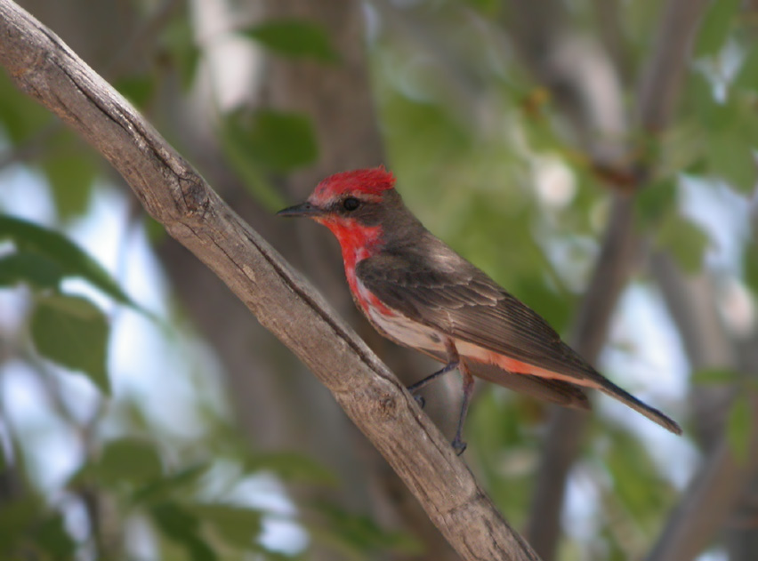 Vermillion Flycatcher