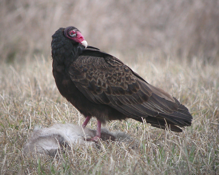 Turkey Vulture 2