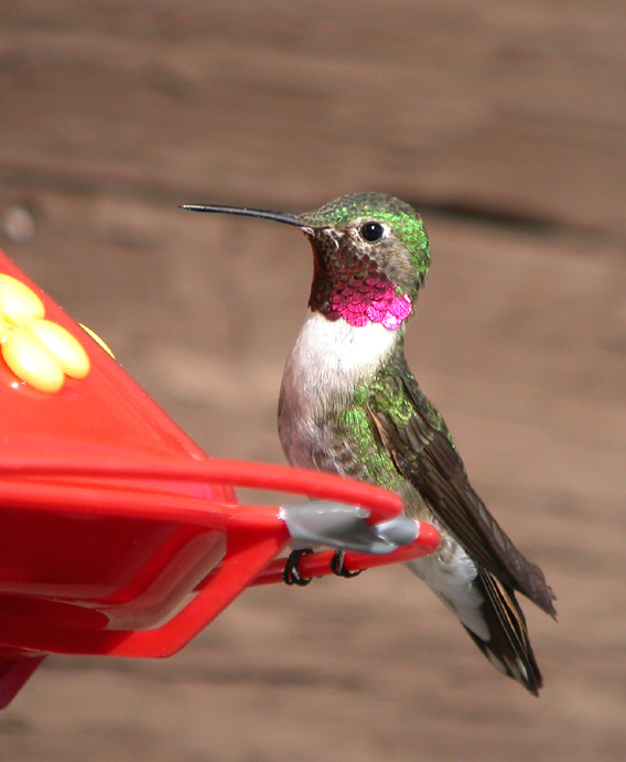 Broad-Tailed Hummingbird