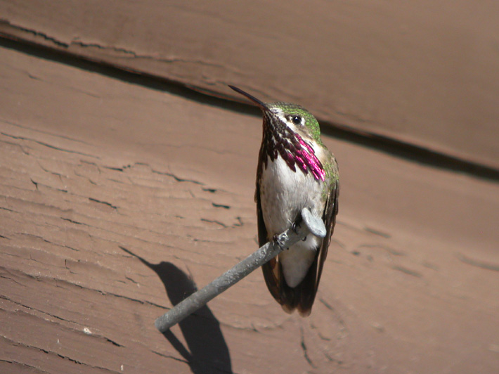 Calliope Hummingbird