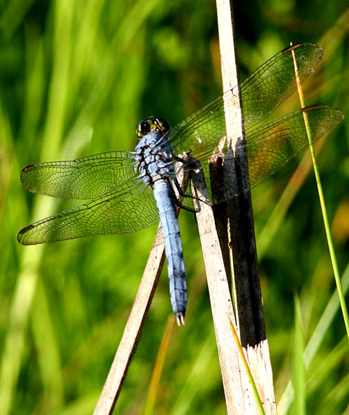Eastern Pondhawk Male.jpg