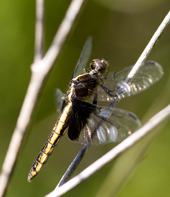 Widow Skimmer Immature Male