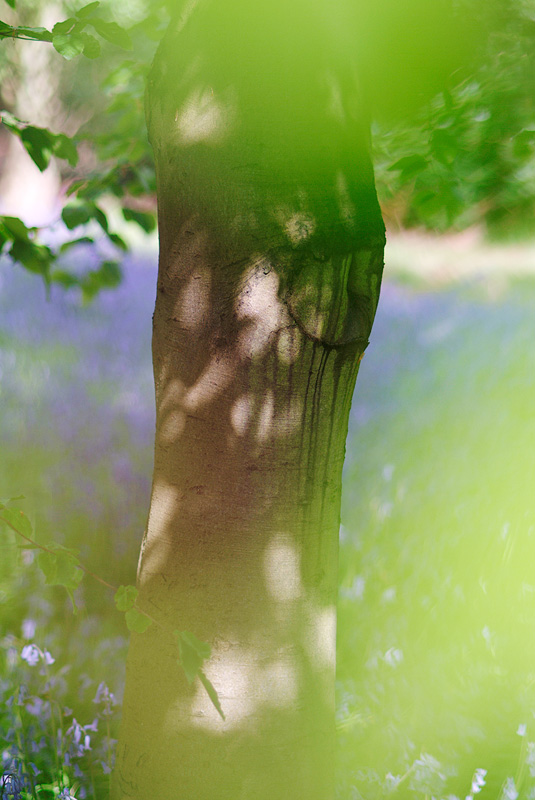 Bluebells