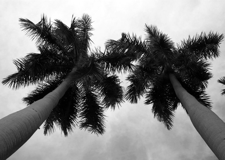 Trees