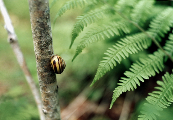 Snail in wood